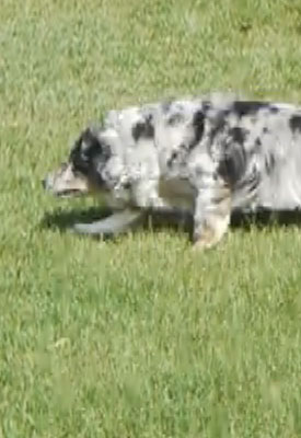 GH1 Video image 3