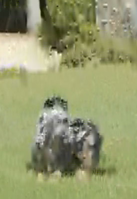 GH1 Video image 5