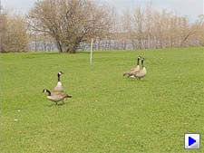 Canon EOS-1D Mark IV Video image 5