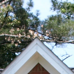 Despite evidence of edge enhancement, images from the E-410 have a hint of softness overall.