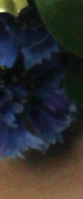 50D Imaging image 45