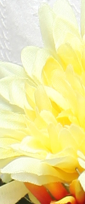 5D Mark II Imaging image 41