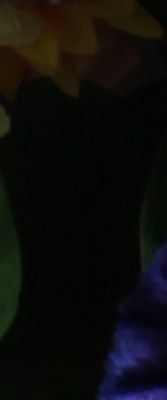 5D Mark II Imaging image 43