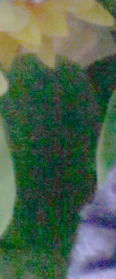 5D Mark II Imaging image 46