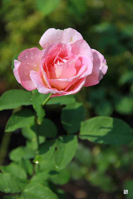 Click to see YIMG_0007.JPG