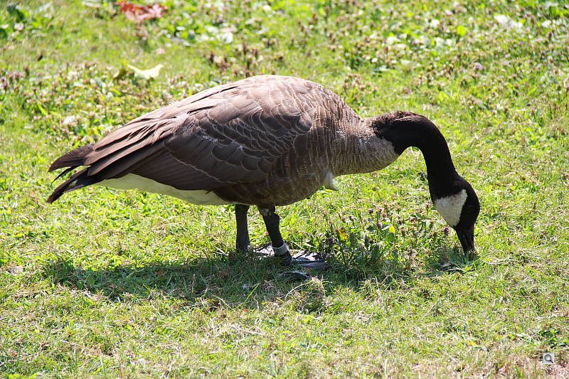 Click to see YIMG_9971.JPG