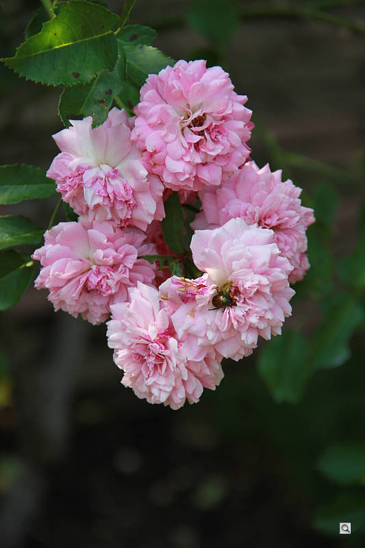 Click to see YIMG_9998.JPG