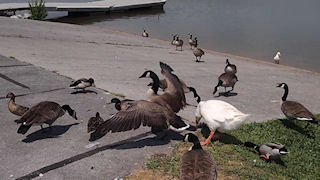 PEN E-PL1 Video image 1