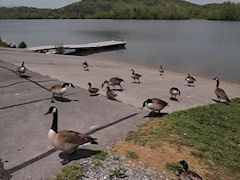 PEN E-PL1 Video image 2