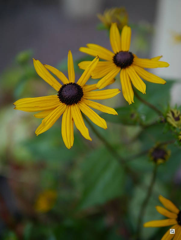 f/1.4, 1/640s, ISO 160