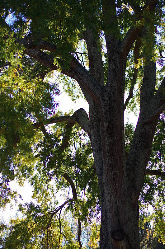 Click to see YIMGP0098.JPG