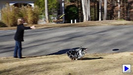 Pentax K-5 Video image 5