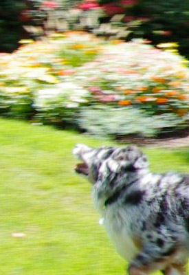 Pentax K-7 Video image 17