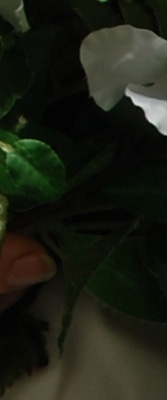 D60 Imaging image 44
