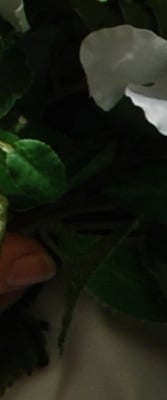 D60 Imaging image 44