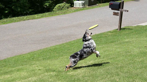 Sony Alpha NEX-3 Video image 2