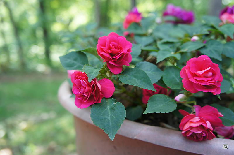 Sony Alpha NEX-3 Overview image 28
