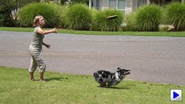 Sony Alpha NEX-C3 Video image 2