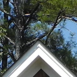 Definition of high-contrast elements is affected by noise suppression but there's very little evidence of edge