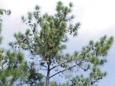 Pentax Q Imaging image 22