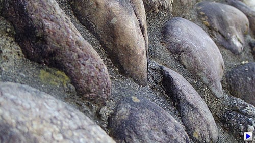 Pentax Q Video image 8