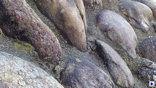 Pentax Q Video image 9