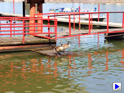 Rebel T2i (EOS 550D) Video image 14