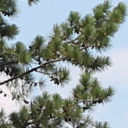 With the default sharpening setting, the Canon Rebel T3's JPEG files show some visible sharpening artifacts.