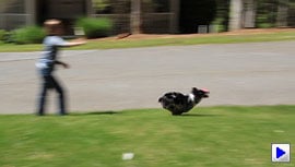 Rebel T3i (EOS 600D) Video image 2