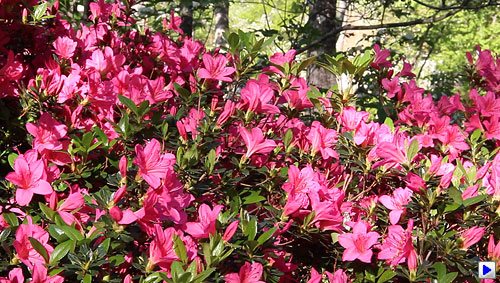 Rebel T3i (EOS 600D) Video image 11