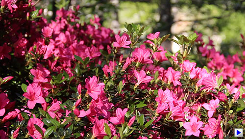 Rebel T3i (EOS 600D) Video image 10