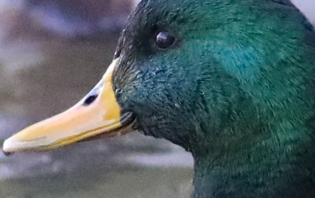 Canon 5D Mark IV Review -- Gallery Image
