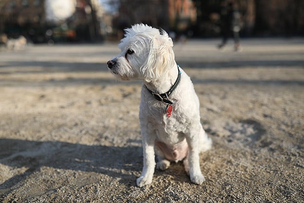 Canon 5D Mark IV Review -- Gallery Image