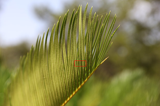 Canon 5DS R Review -- Gallery Photo