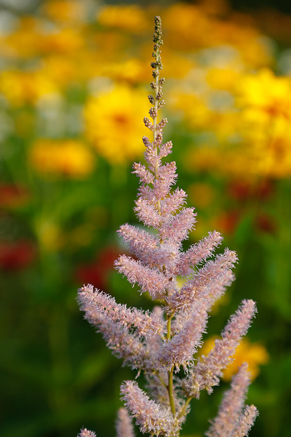 Canon 6D II Review: Field Test -- Gallery Image