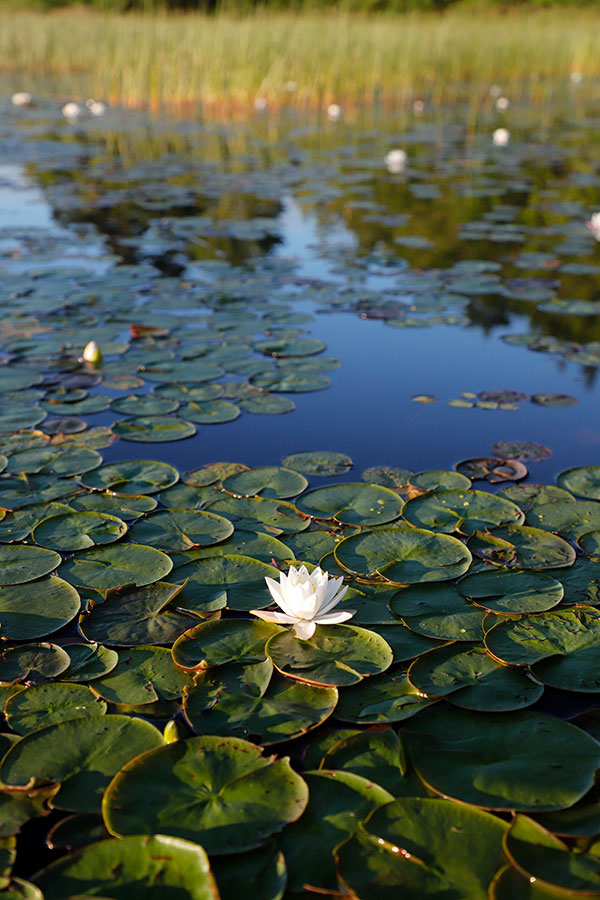 Canon 6D II Review: Field Test -- Gallery Image