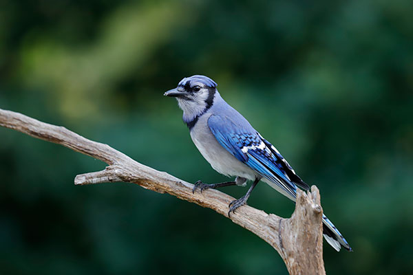 Canon 6D II Review: Field Test -- Gallery Image
