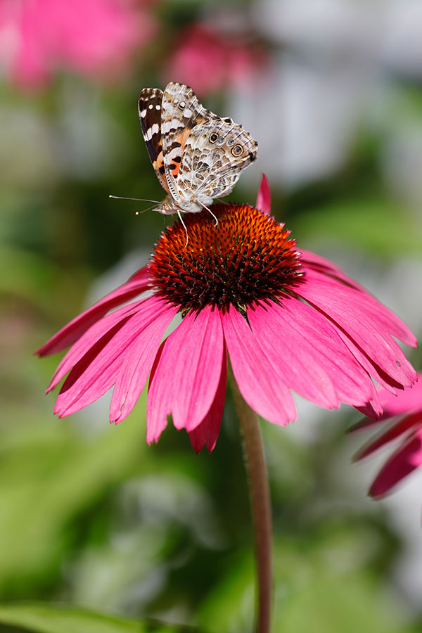 Canon 6D II Review: Field Test -- Gallery Image
