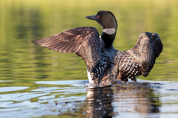 Canon 6D II Review: Field Test -- Gallery Image