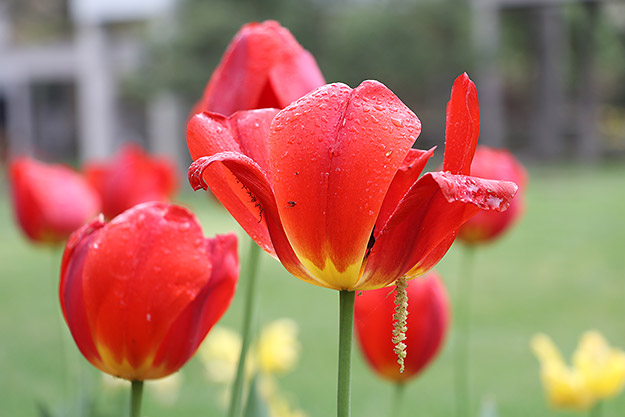 Canon 80D Review -- Gallery Image