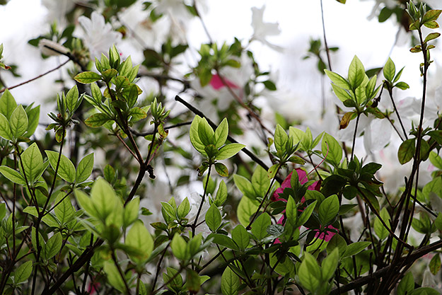 Canon 80D Review -- Gallery Image