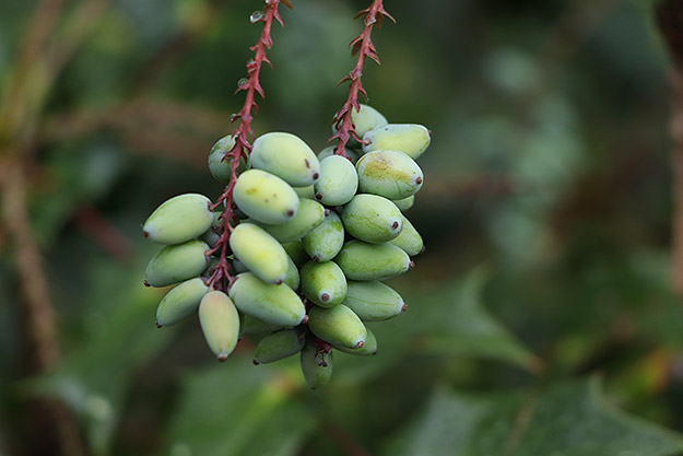 Canon 80D Review -- Gallery Image