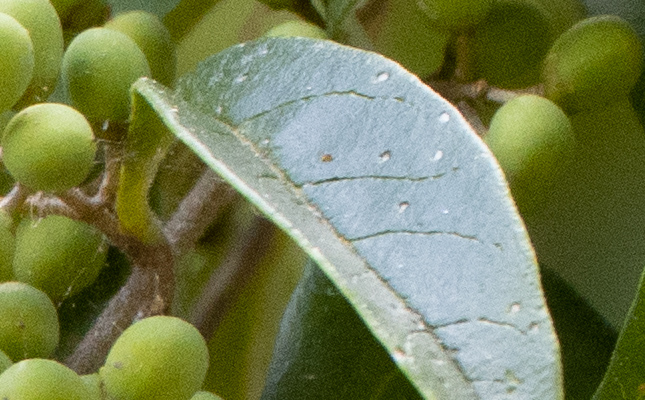 RAW crop (Adobe Lightroom Default settings)