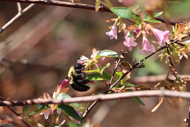 EF-S 18-135mm f/3.5-5.6 ISO Nano USM: 135mm, f/5.6, 1/250s, ISO 500