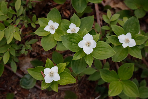 Canon EOS M50 Review: Field Test -- Gallery Image