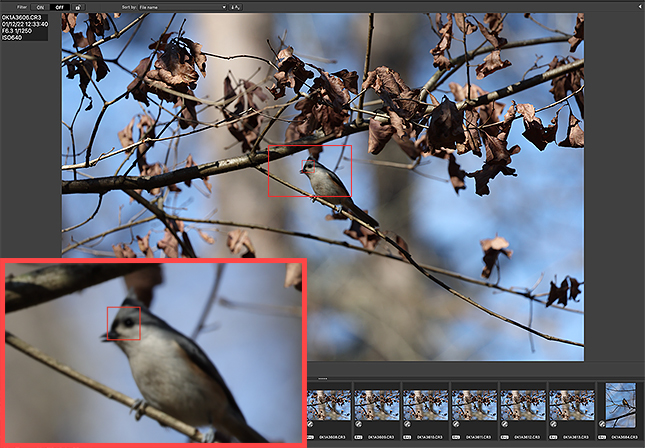 Screenshot of Canon Digital Photo Professional 4 with AF point display showing series of mis-focused images.