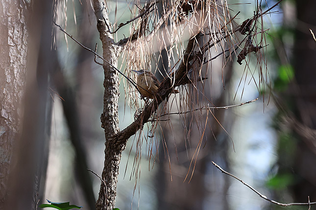 RF 100-500mm: 500mm, F7.1, 1/640s, ISO 5000