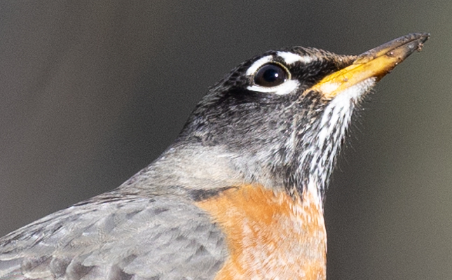 100% crop from unedited RAW file