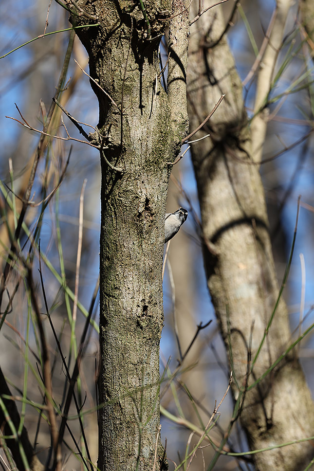 RF 100-500mm: 500mm, F7.1, 1/800s, ISO 250