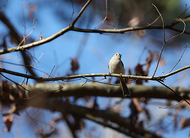 RF 100-500mm: 363mm, F6.3, 1/1250s, ISO 1000 (JPEG, cropped slightly)